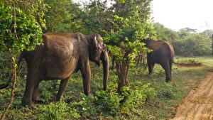 Udawalawe Nationalpark